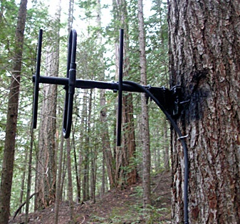 Directional antenna mounted on tree.